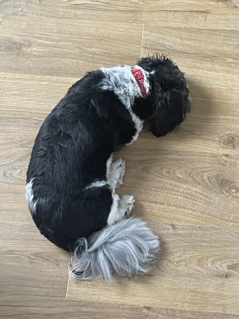 dog sleeping on the floor