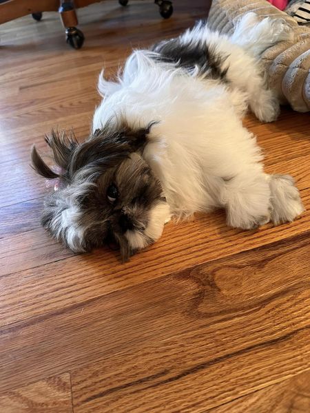 dog on wood flooring