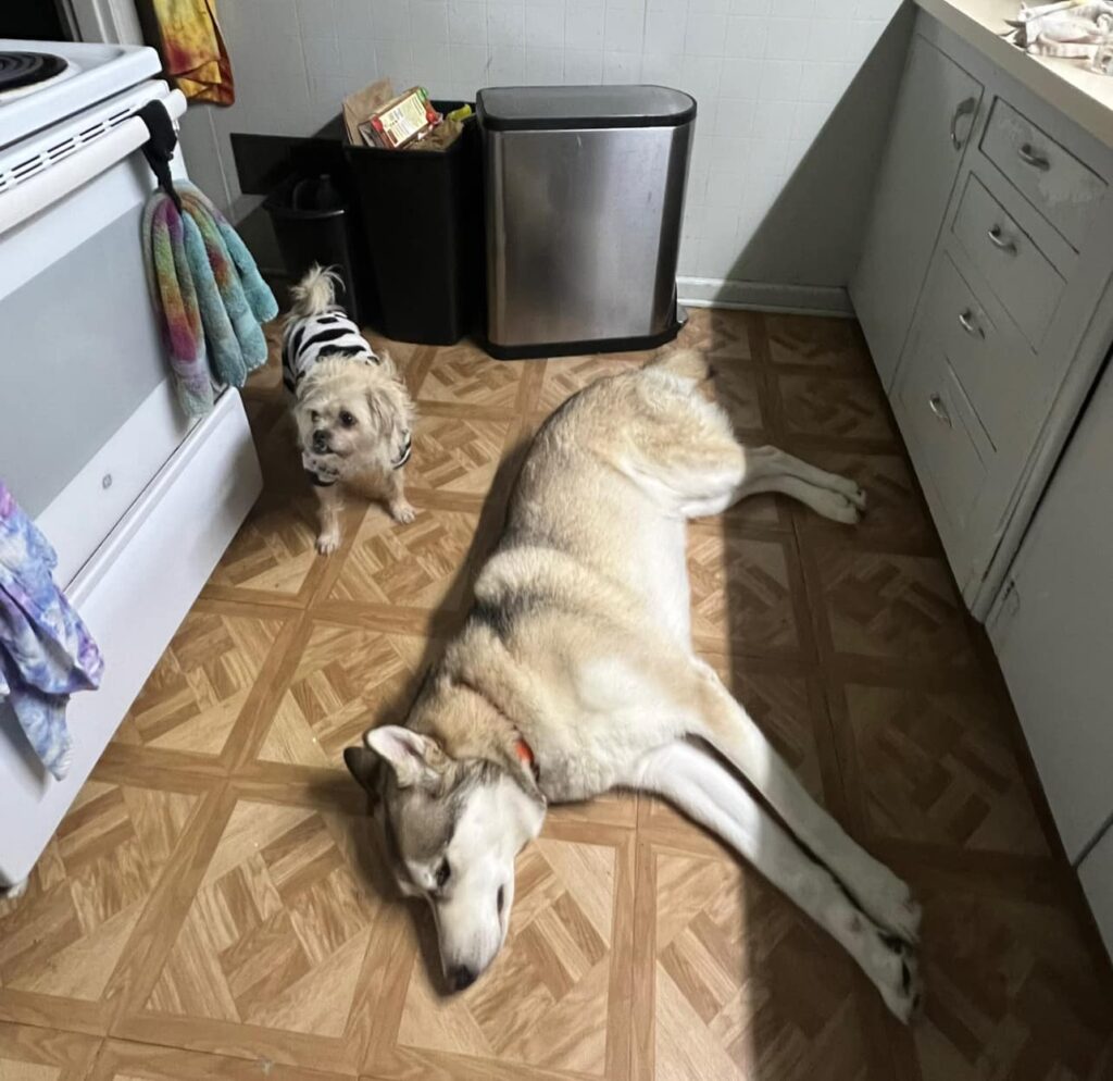 dogs on the floor